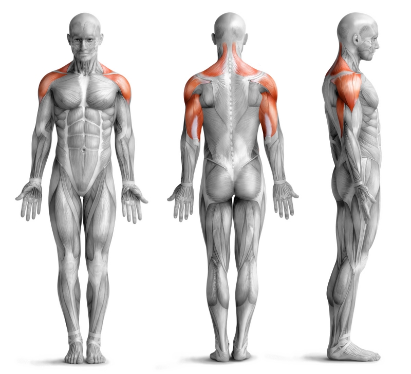 Beanspruchte Muskulatur beim Schulterdrücken